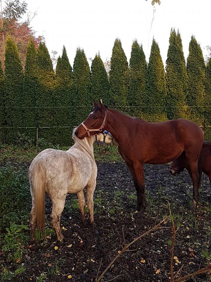 Hispano Araber Skovly's Athena billede 7