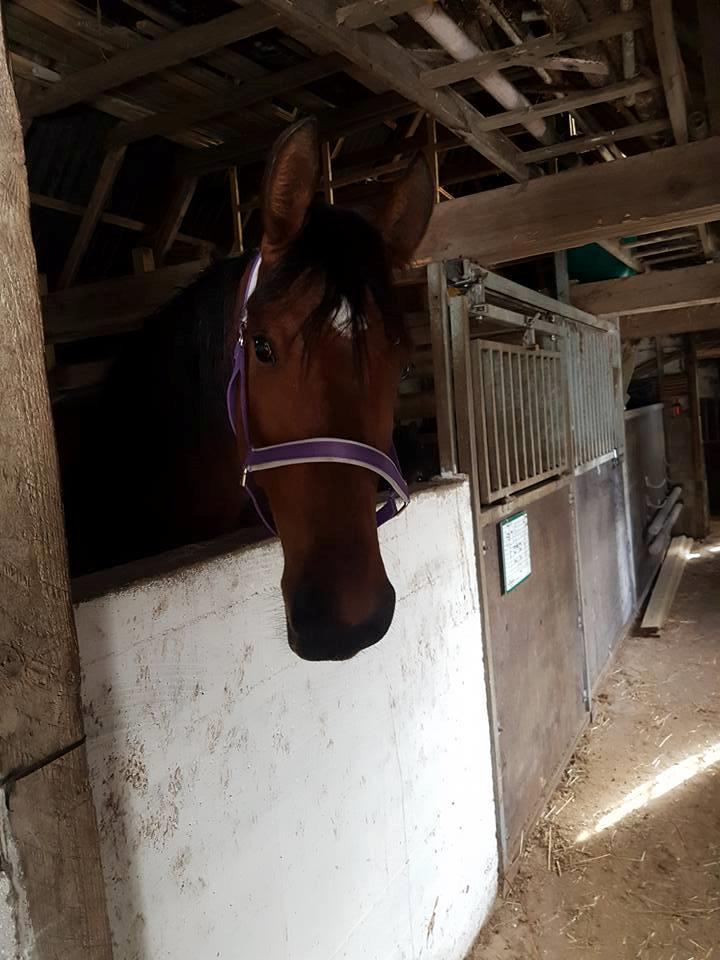 Hispano Araber Skovly's Athena billede 8