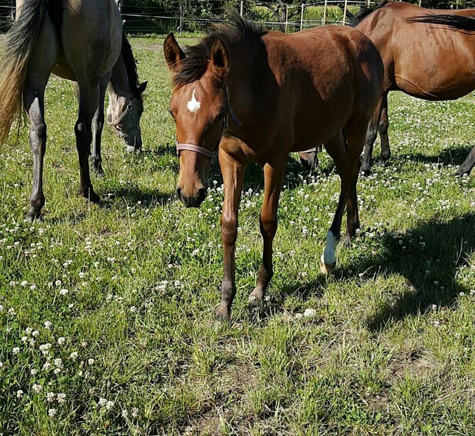 Hispano Araber Skovly's Athena billede 4