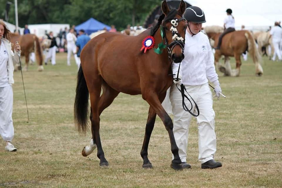 Hispano Araber Skovly's Athena billede 1