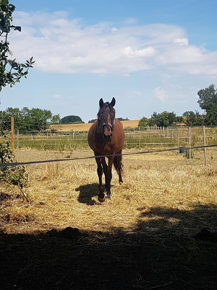 Hispano Araber Skovly's Athena billede 10