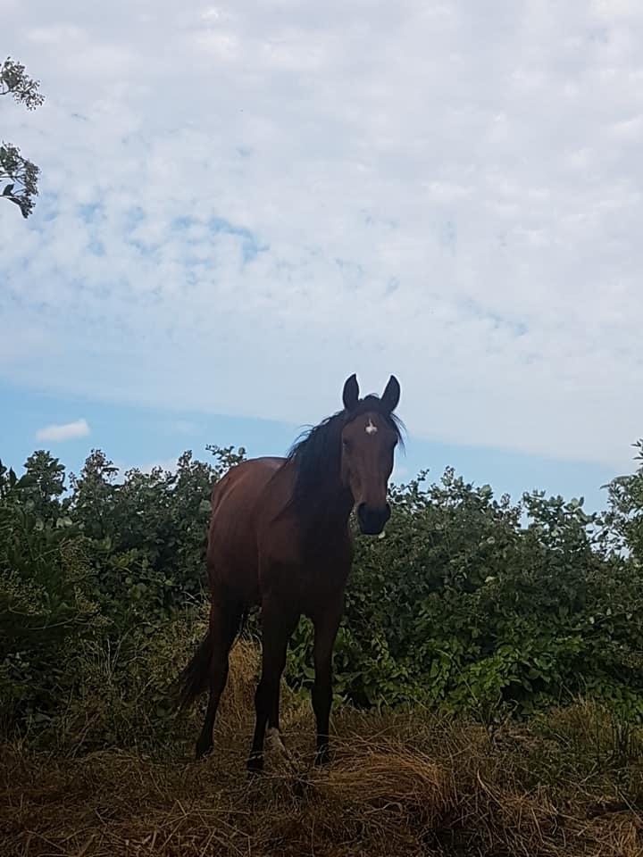 Hispano Araber Skovly's Athena billede 9