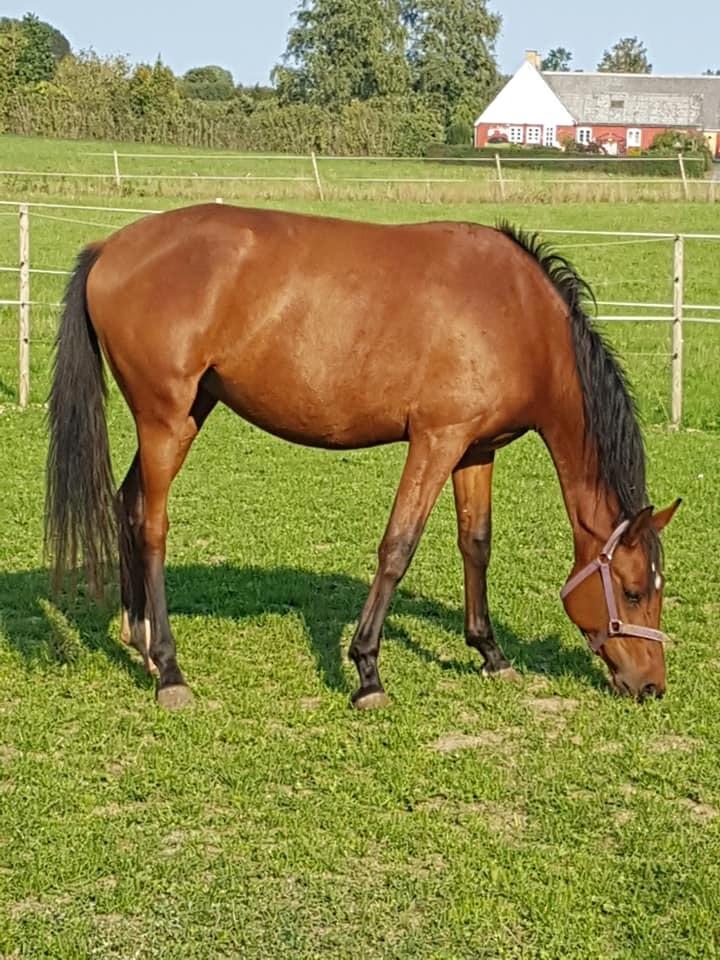 Hispano Araber Skovly's Athena billede 11