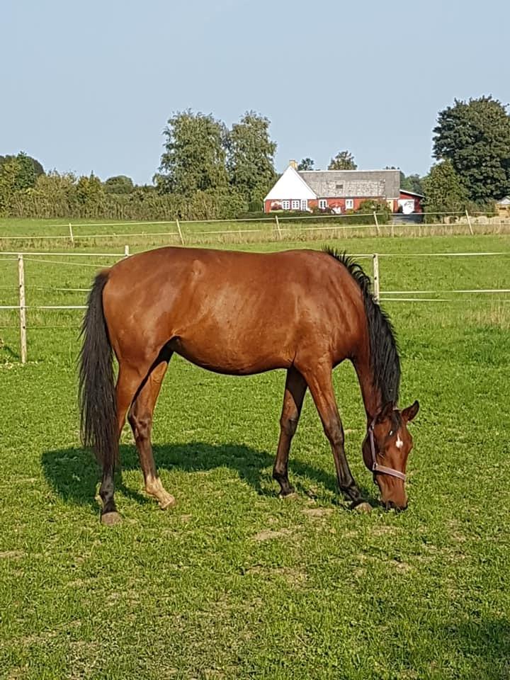 Hispano Araber Skovly's Athena billede 12