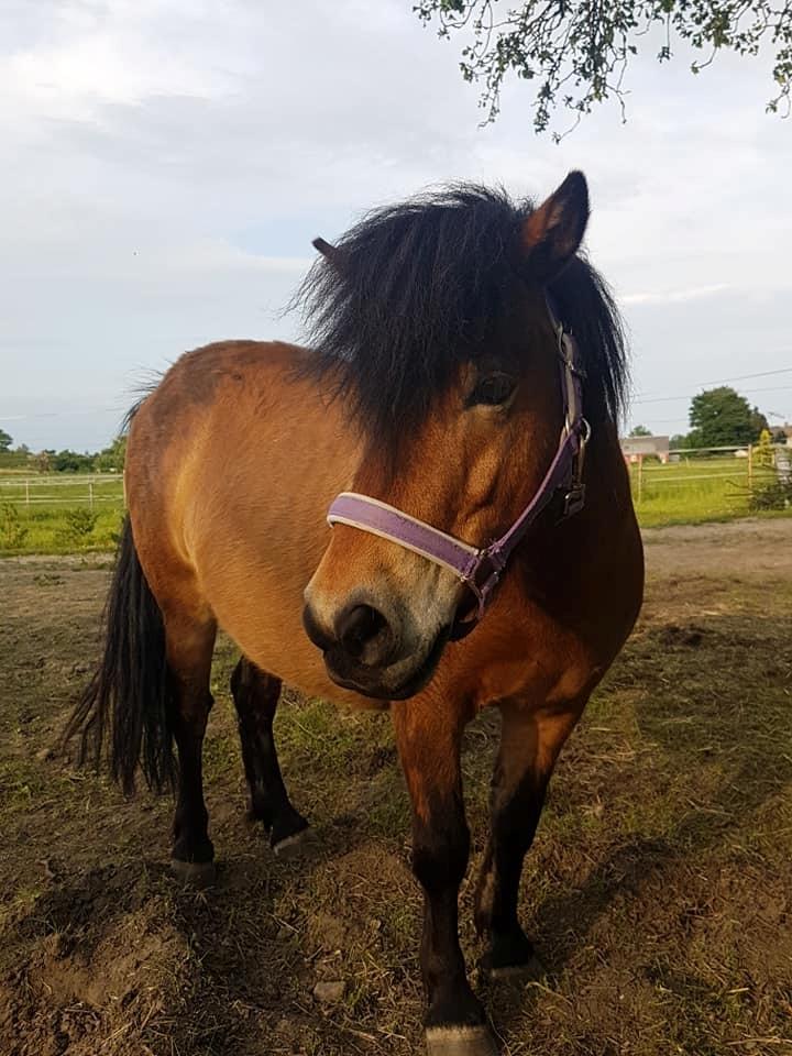 Shetlænder Diva billede 1