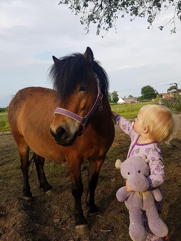 Shetlænder Diva billede 3
