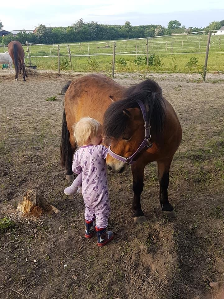 Shetlænder Diva billede 4