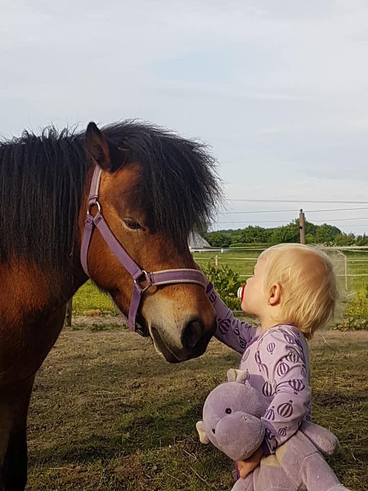 Shetlænder Diva billede 5