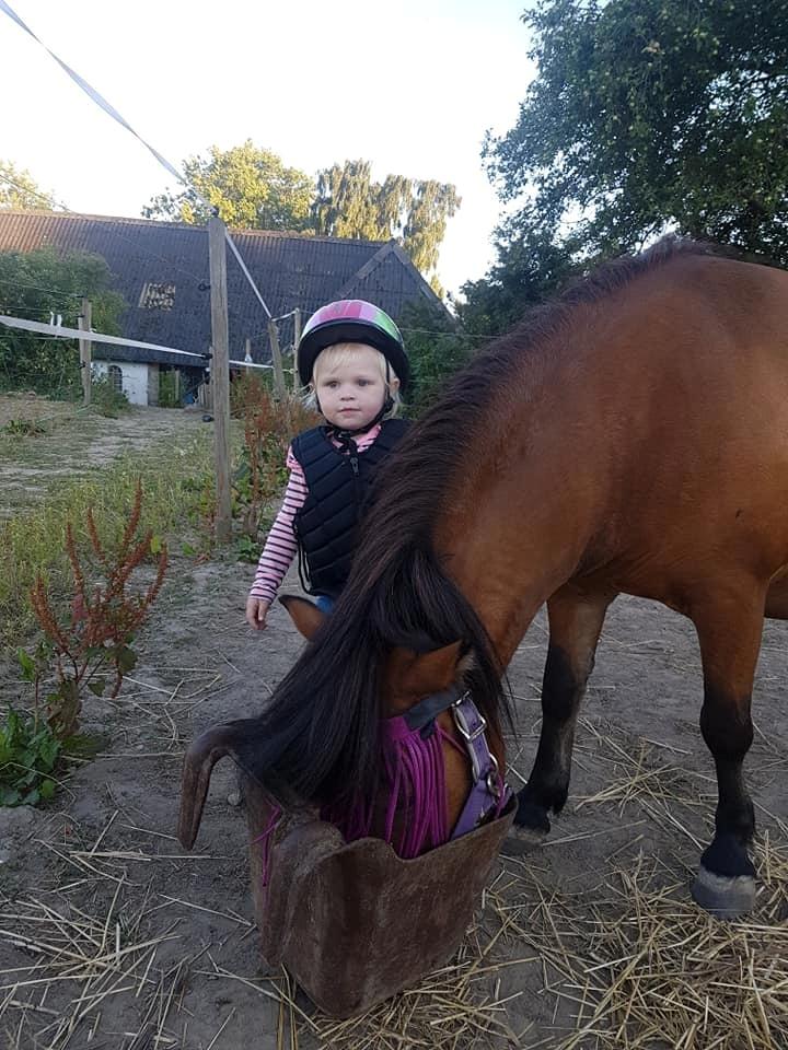 Shetlænder Diva billede 6