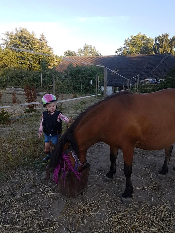 Shetlænder Diva billede 7