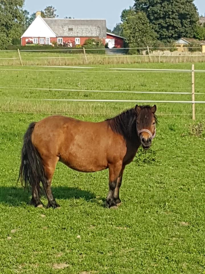 Shetlænder Diva billede 8