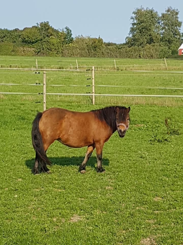 Shetlænder Diva billede 9