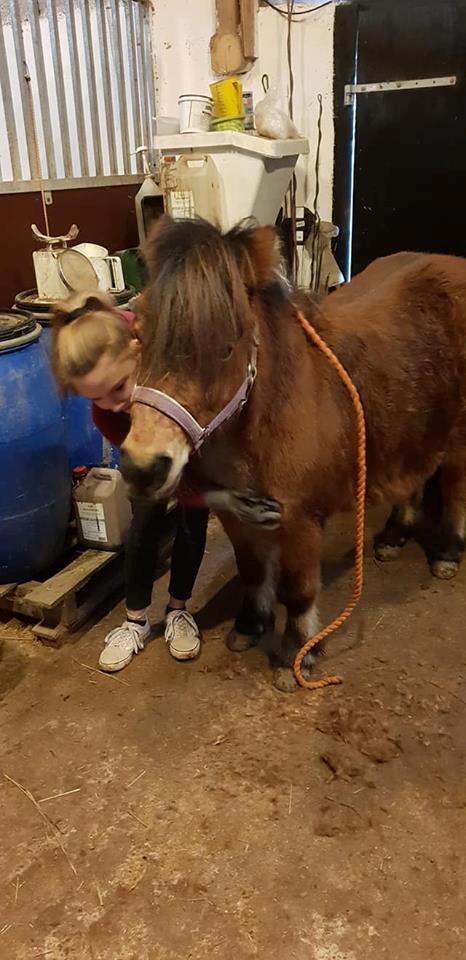 Shetlænder Diva billede 10