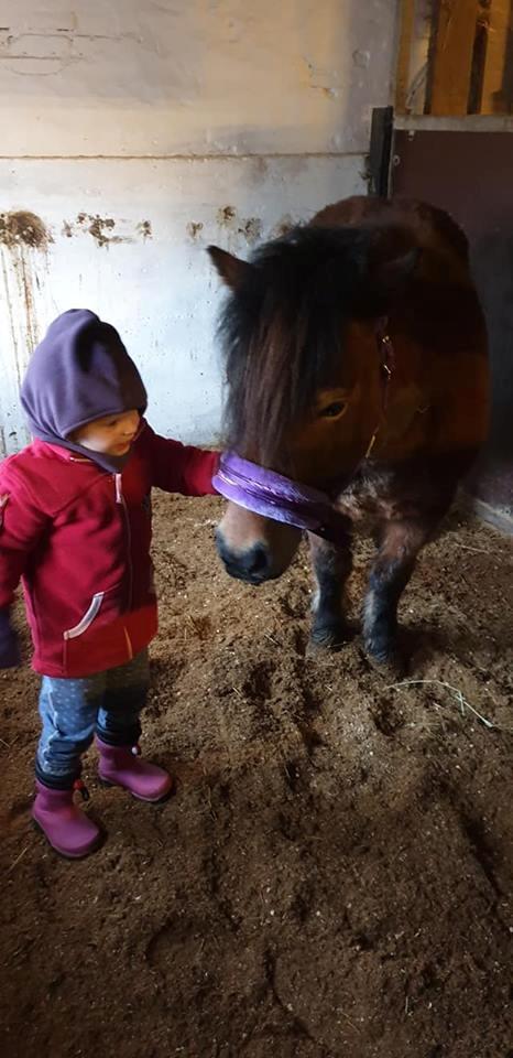 Shetlænder Diva billede 11