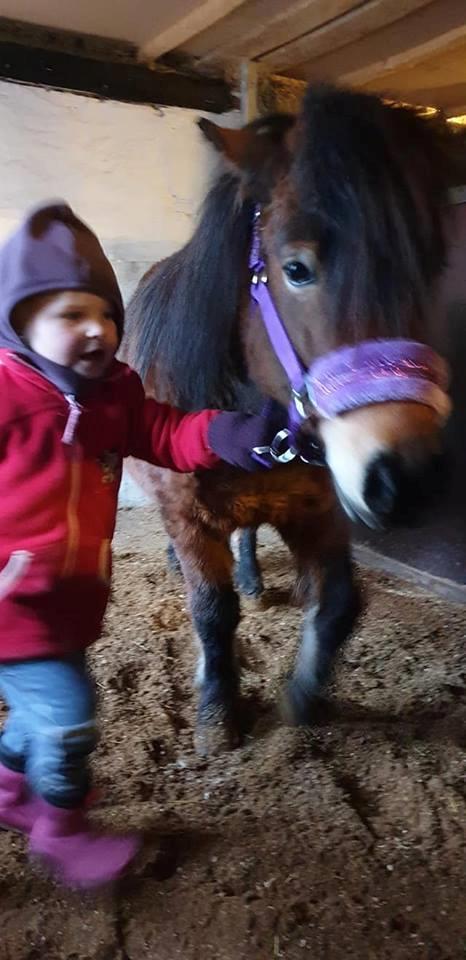 Shetlænder Diva billede 12