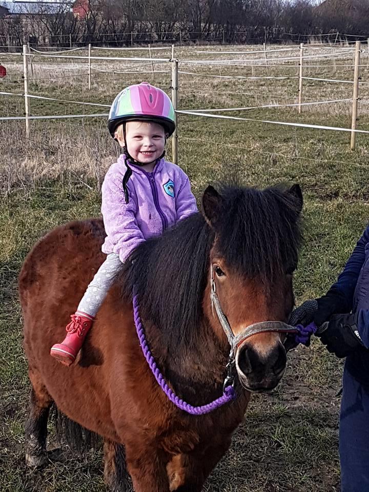 Shetlænder Diva billede 2