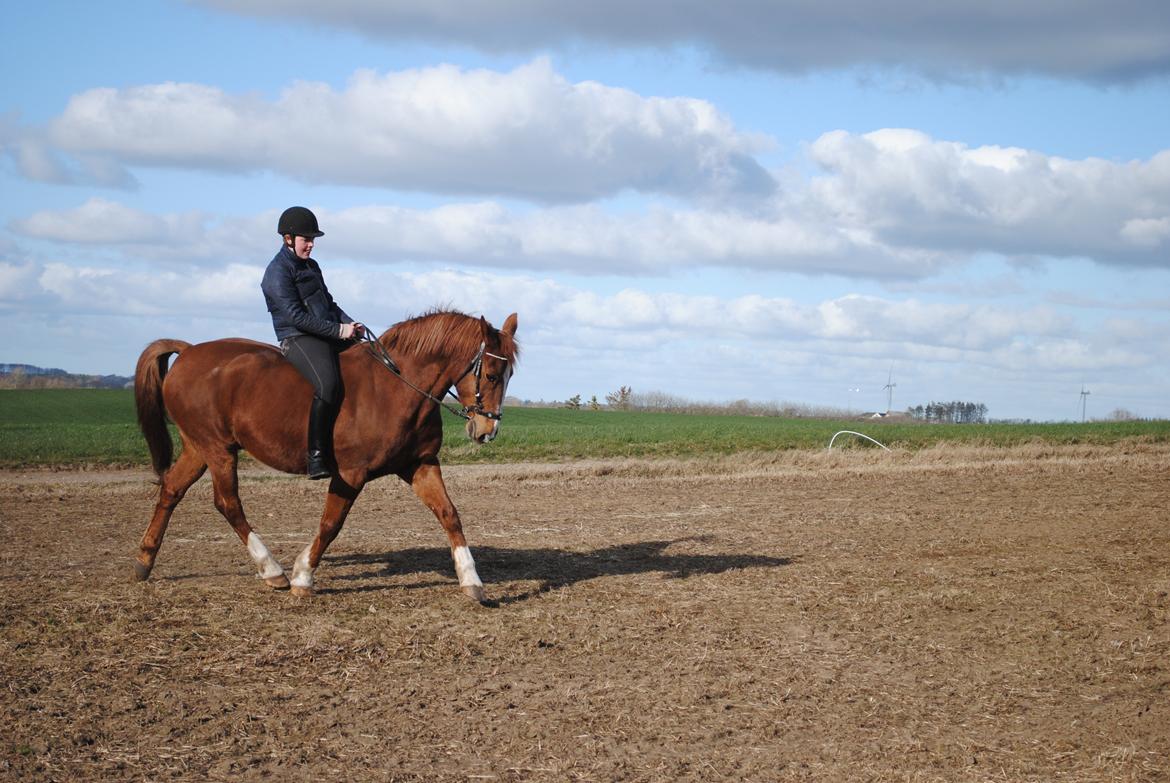 Frederiksborg Casio - Casio med hackamore d. 3-4 2019 billede 7