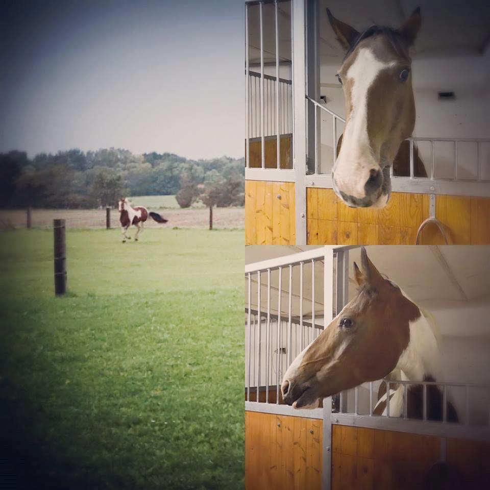 Pinto Mustang magic billede 3