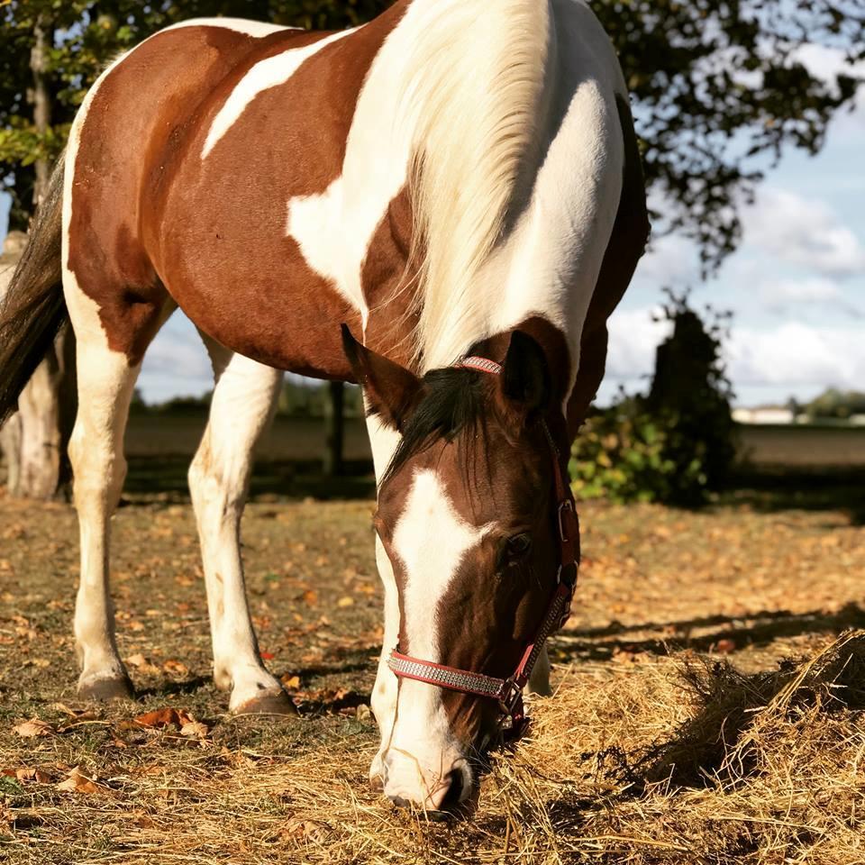 Pinto Mustang magic billede 4