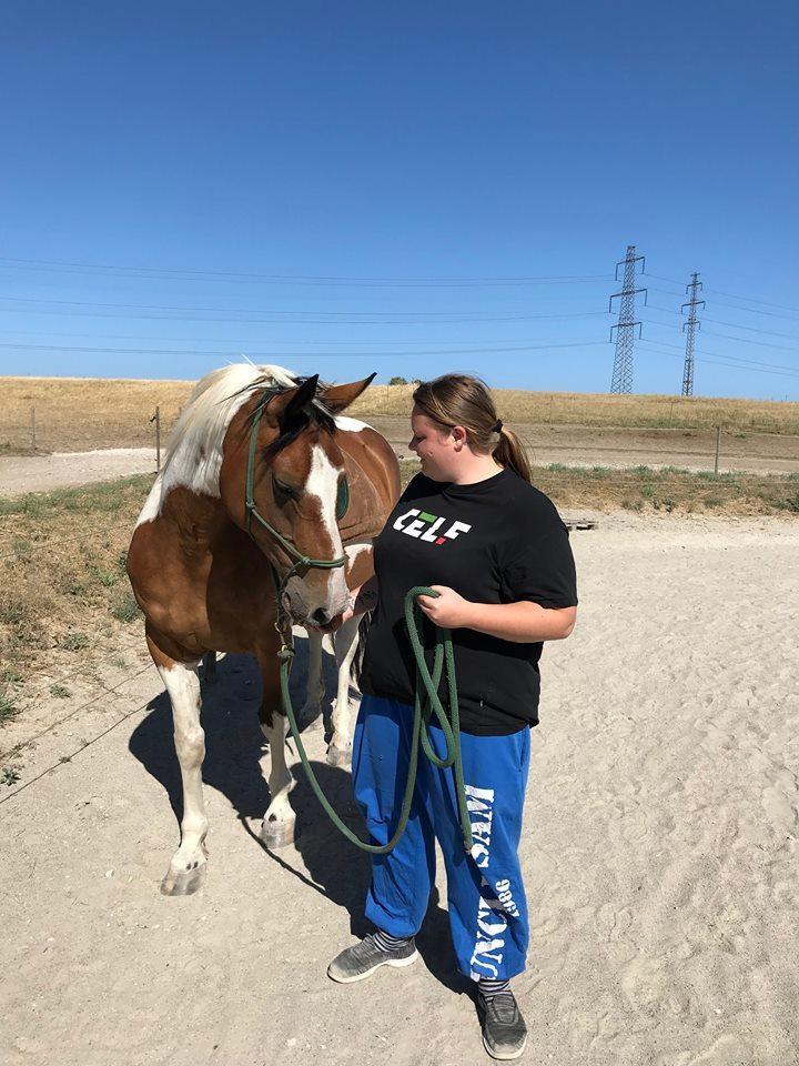 Pinto Mustang magic billede 6