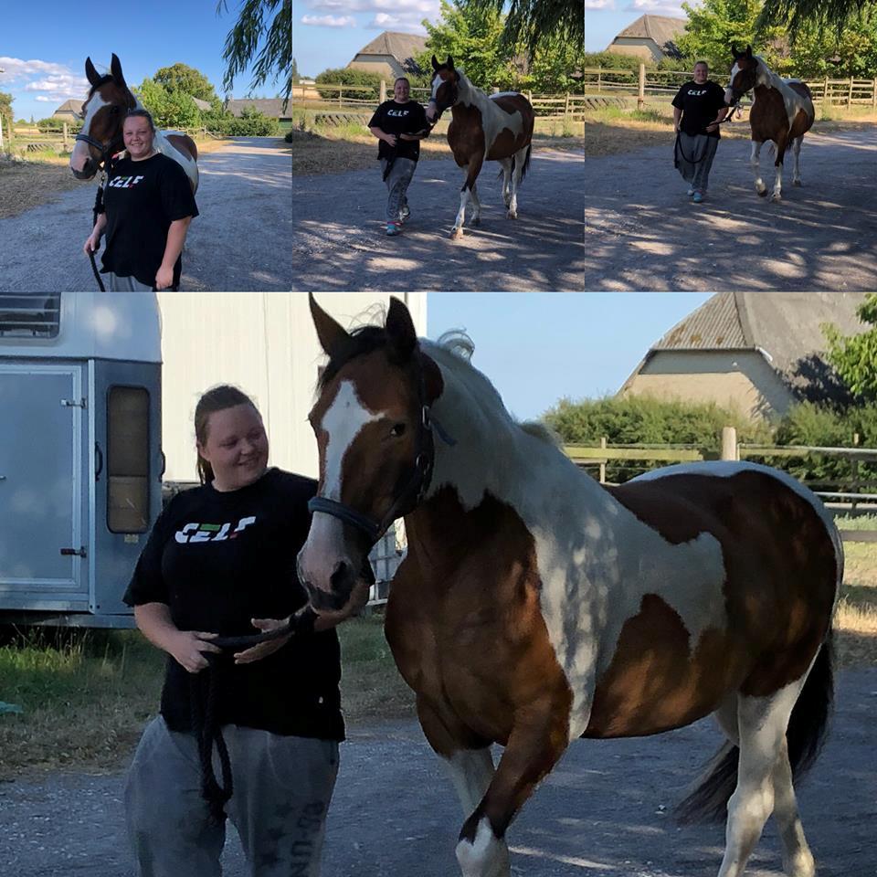 Pinto Mustang magic billede 8