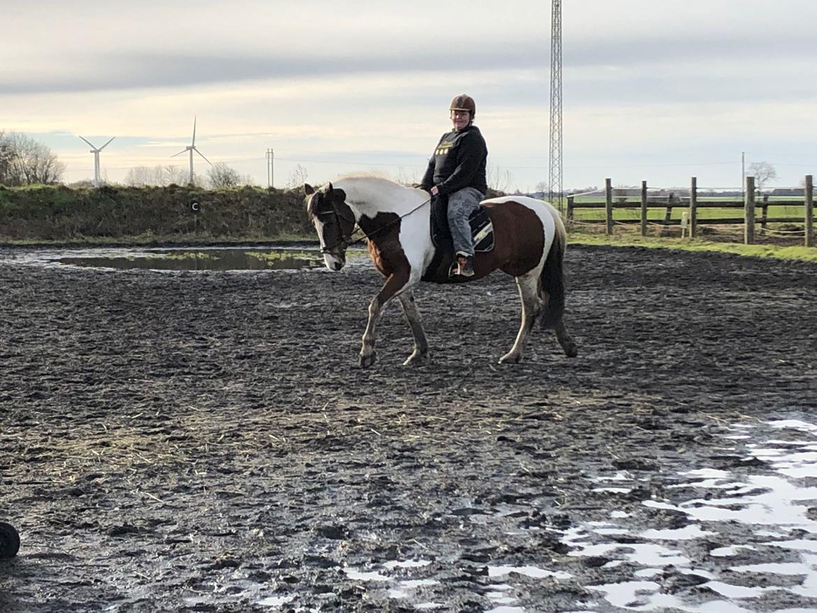 Pinto Mustang magic billede 5