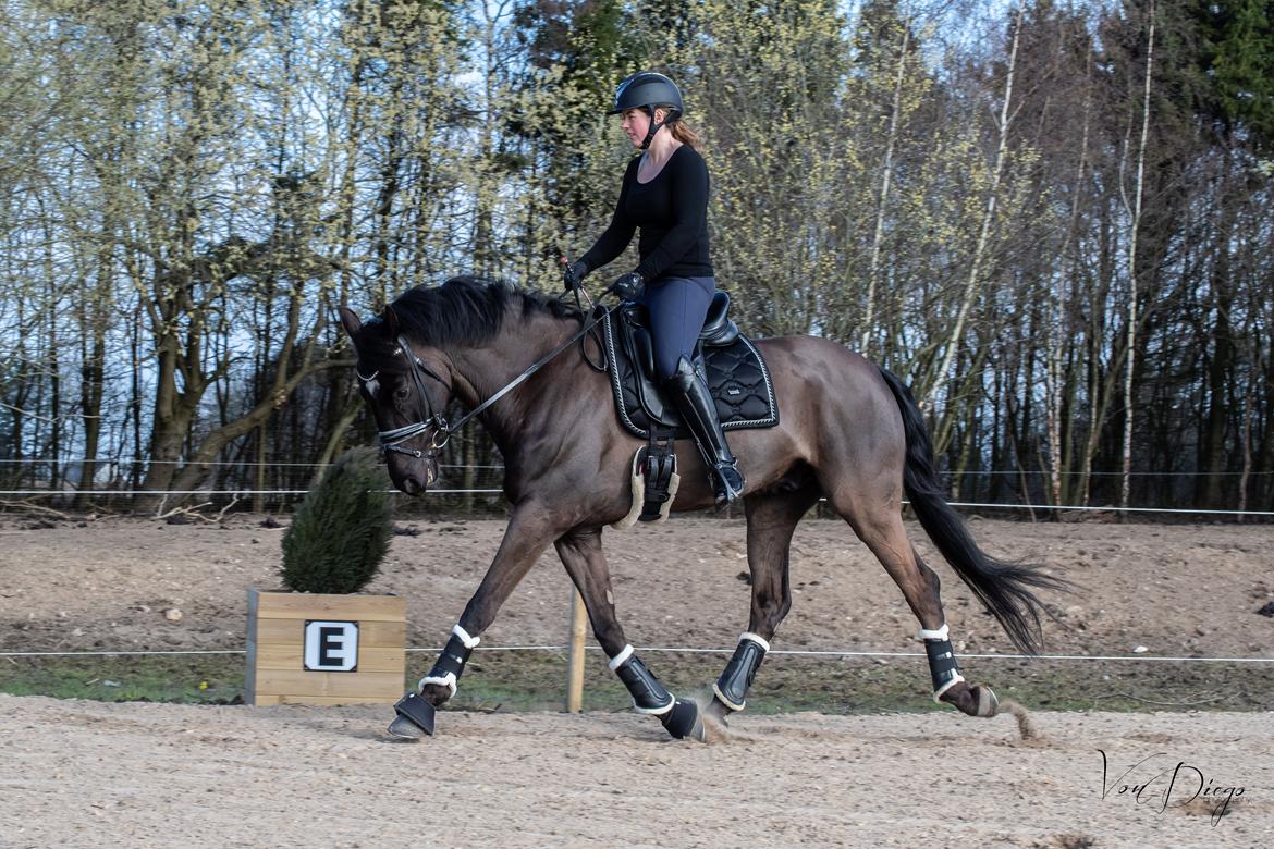 Hannoveraner Samurai V billede 4