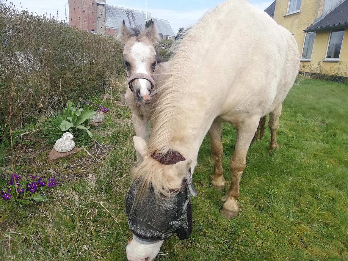 Welsh Mountain (sec A) Noerrelide's lady ellinor billede 1