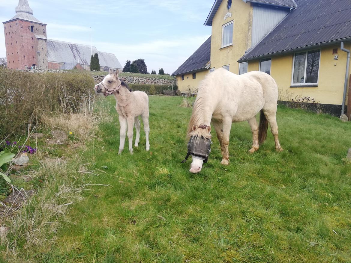 Welsh Mountain (sec A) Noerrelide's lady ellinor billede 2