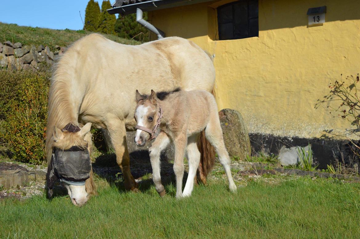 Welsh Mountain (sec A) Noerrelide's lady ellinor billede 3