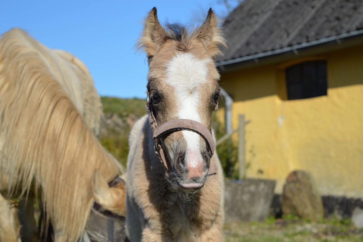 Welsh Mountain (sec A) Noerrelide's lady ellinor billede 5