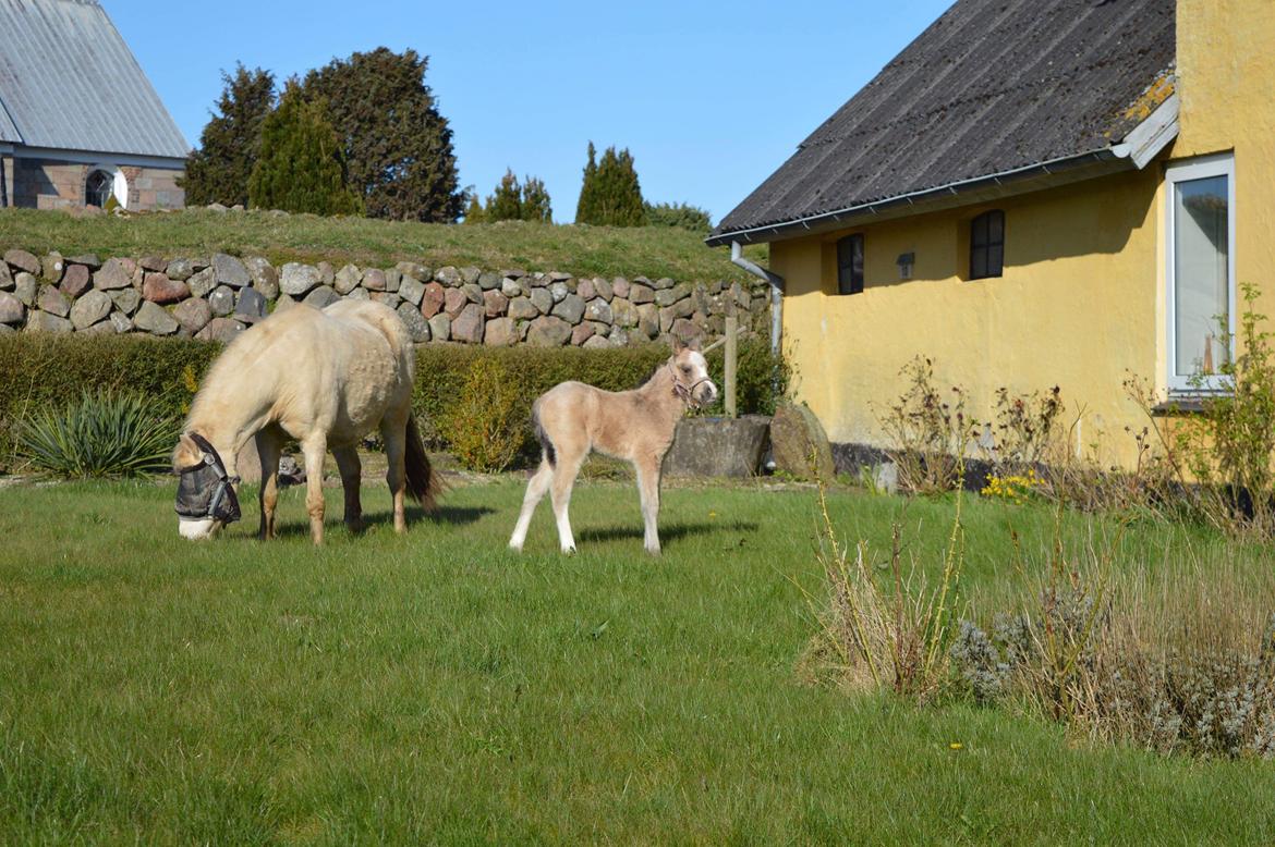 Welsh Mountain (sec A) Noerrelide's lady ellinor billede 6
