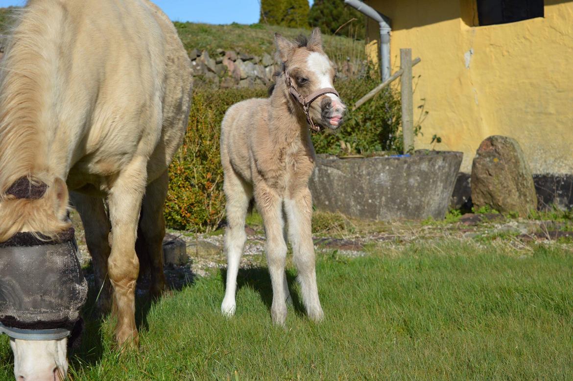 Welsh Mountain (sec A) Noerrelide's lady ellinor billede 7