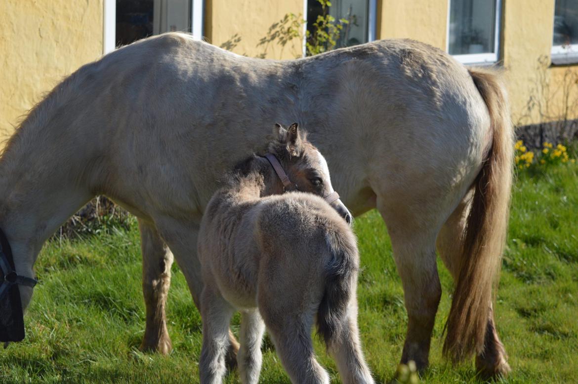 Welsh Mountain (sec A) Noerrelide's lady ellinor billede 8
