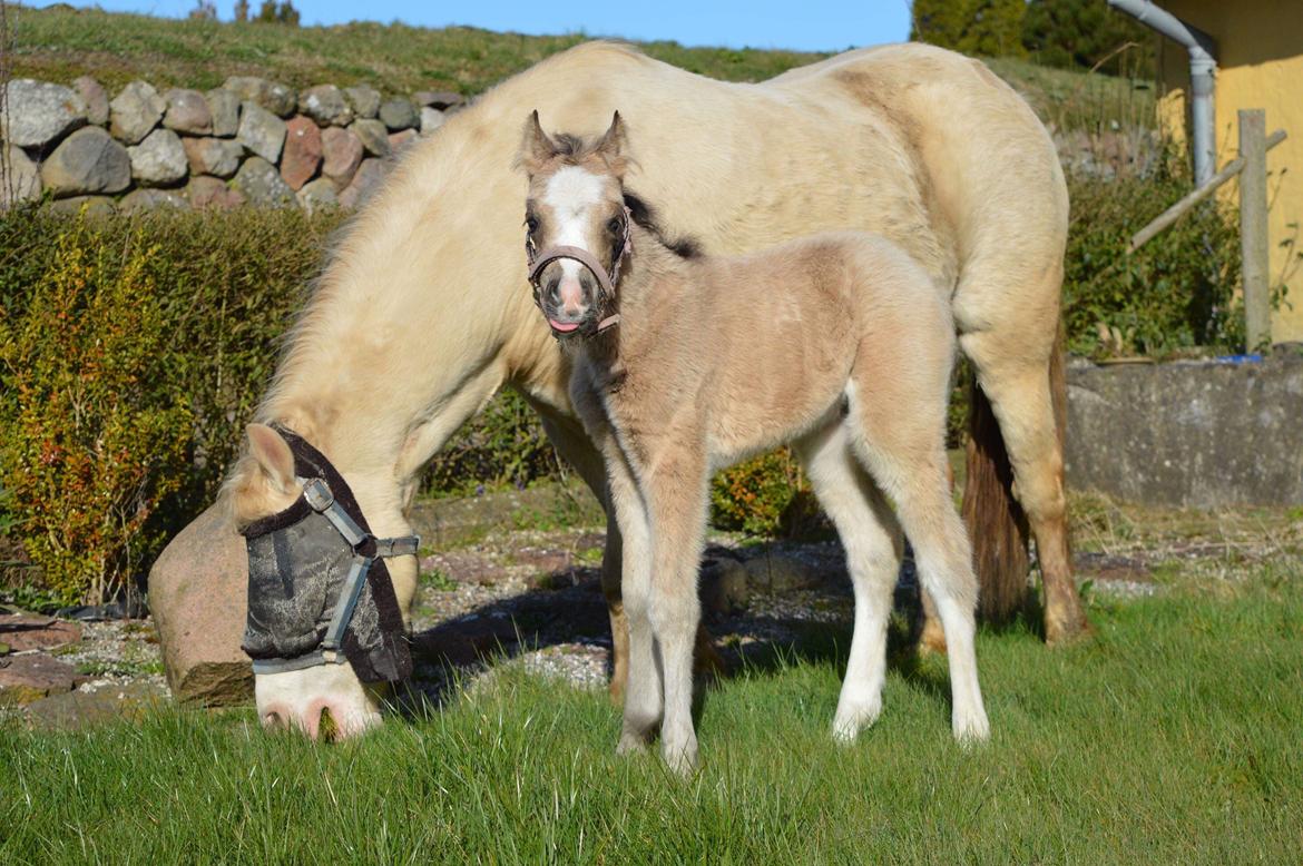 Welsh Mountain (sec A) Noerrelide's lady ellinor billede 4