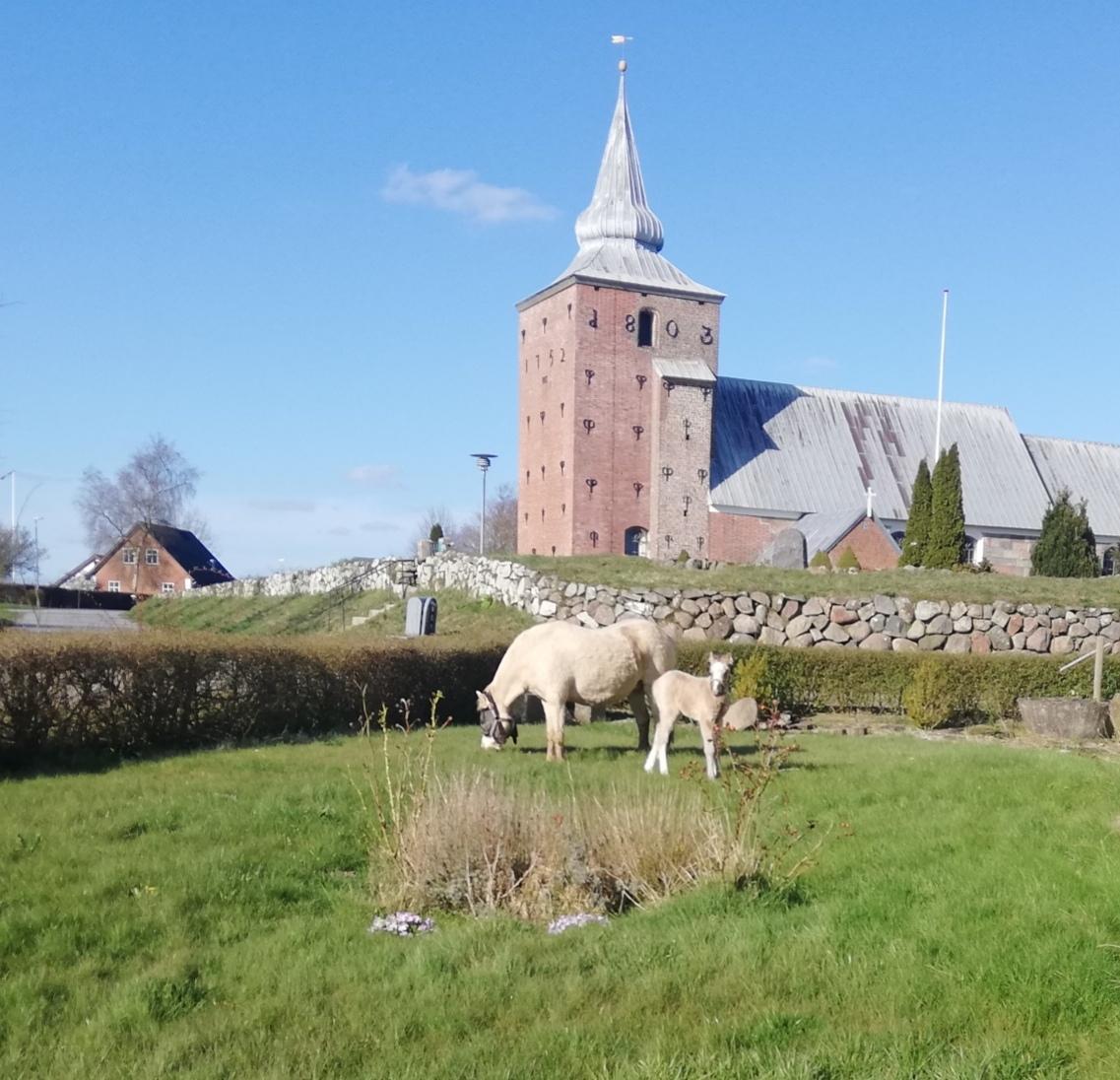 Welsh Mountain (sec A) Noerrelide's lady ellinor billede 9