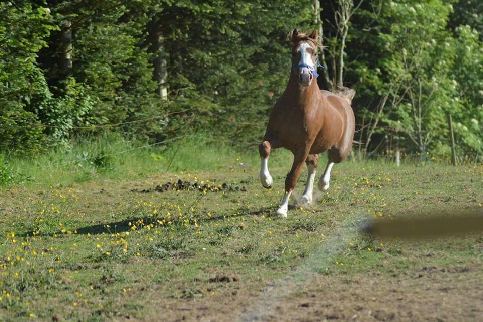 Welsh Mountain (sec A) Selehems Hothunk  billede 1