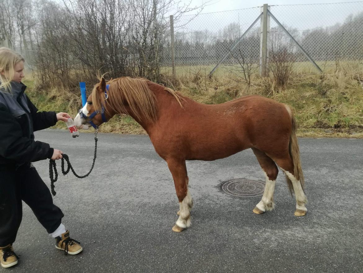 Welsh Mountain (sec A) Selehems Hothunk  billede 5