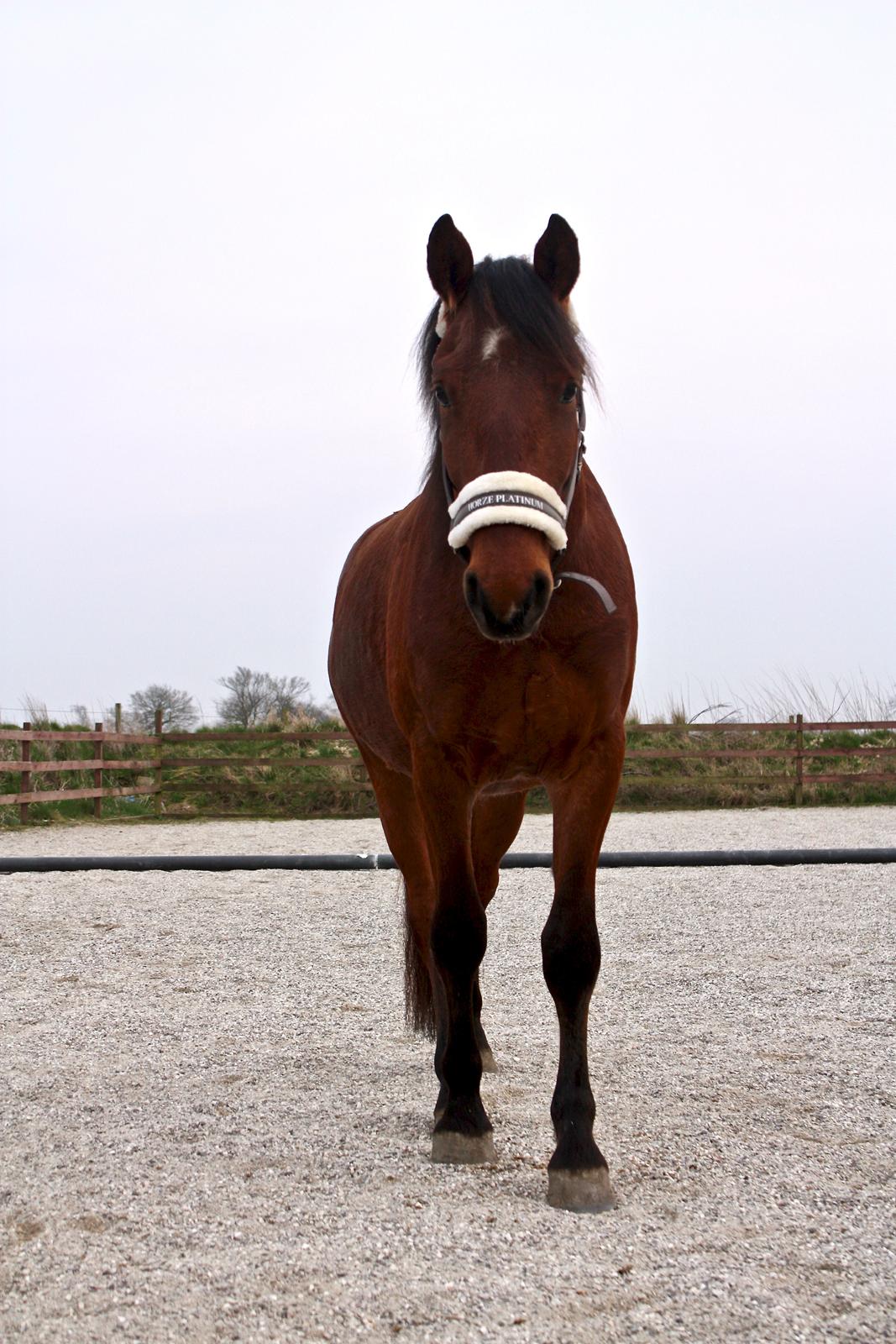 Frederiksborg Toby A Bjældsø - 03-04-2019 billede 9