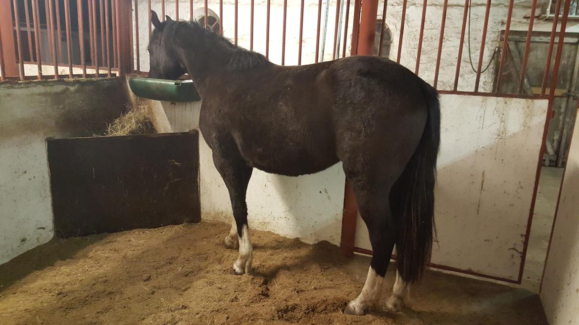 Welsh Partbred (Sec F) Struntze´s Good Point BRSDH 836 billede 40