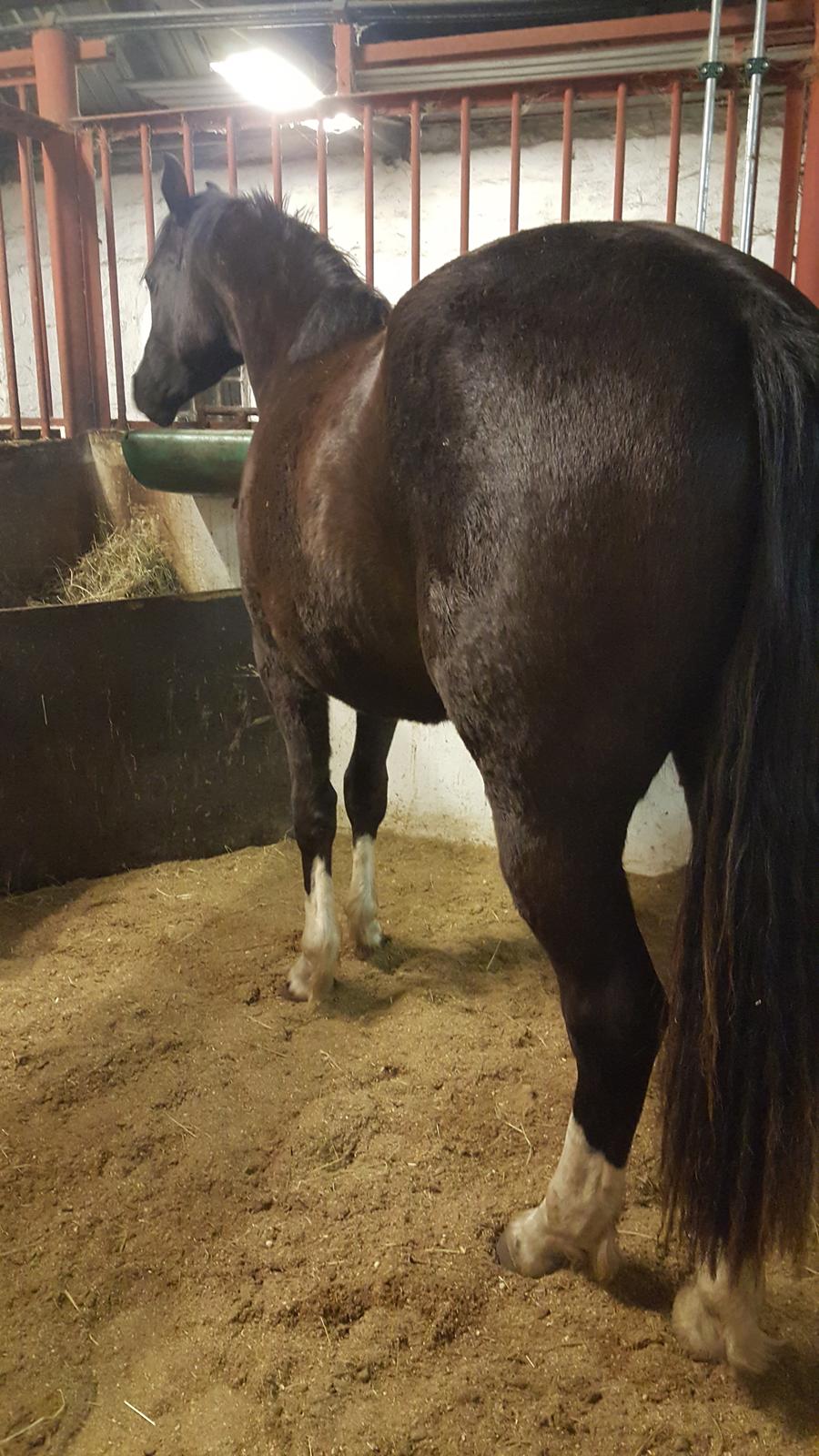 Welsh Partbred (Sec F) Struntze´s Good Point BRSDH 836 billede 41