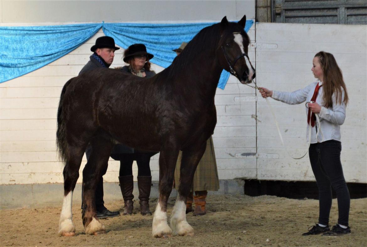 Welsh Cob (sec D) Møllegydens Brego billede 1