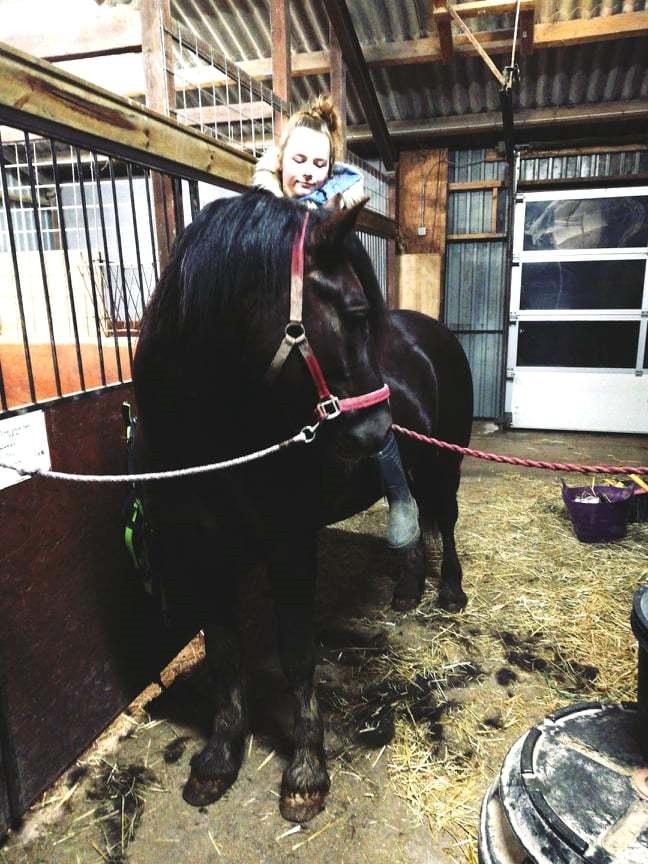 Welsh Cob (sec D) Møllegydens Brego billede 2