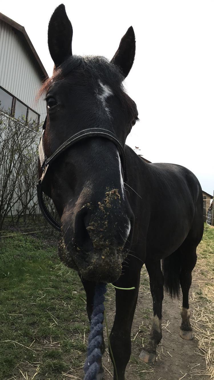 Oldenborg Matinique af strandhøjgaard billede 5