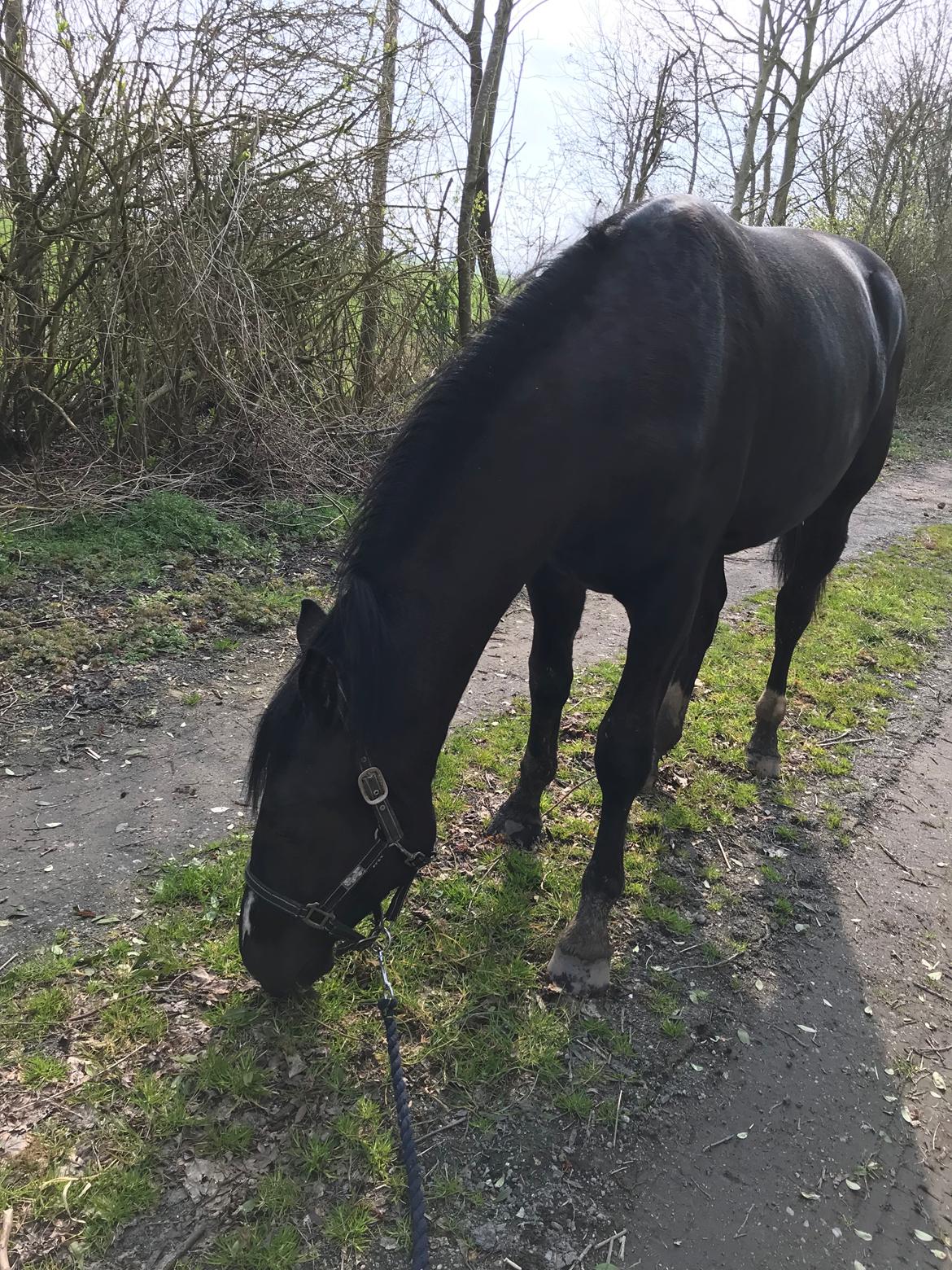 Oldenborg Matinique af strandhøjgaard billede 6