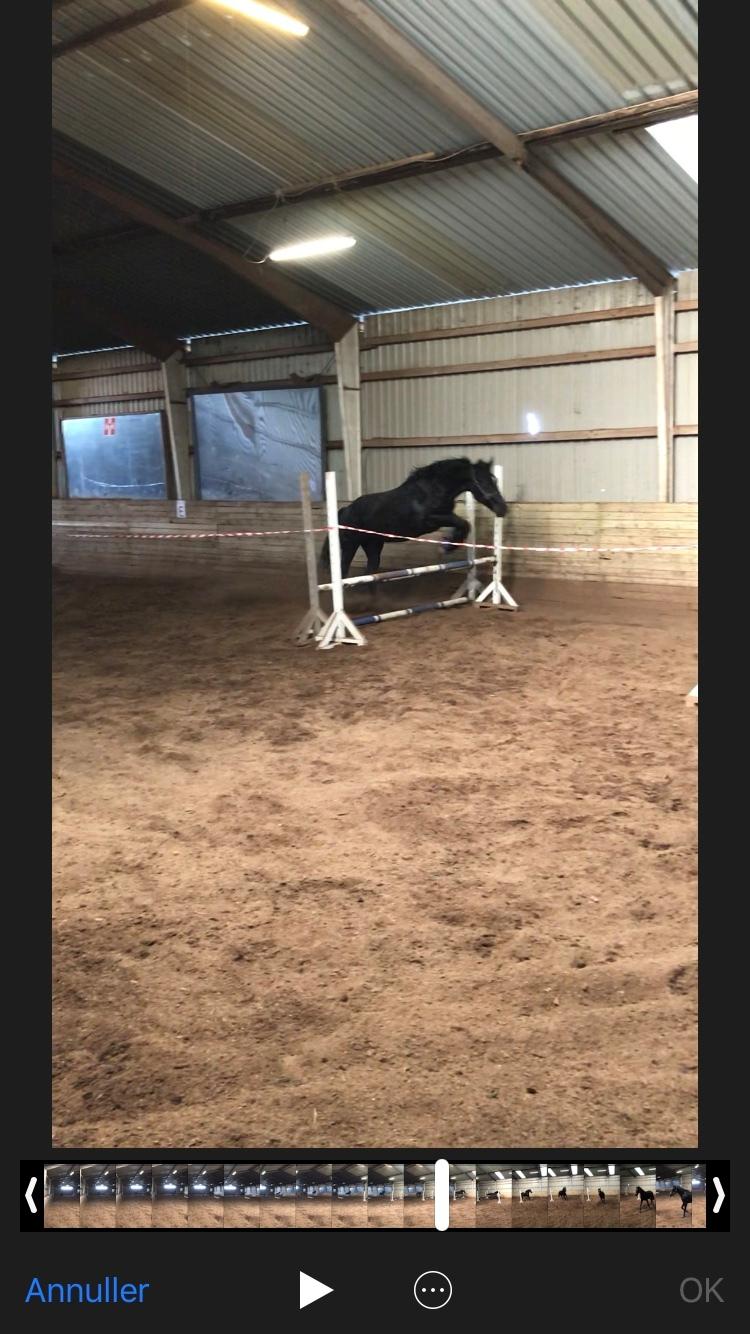 Oldenborg Matinique af strandhøjgaard billede 8