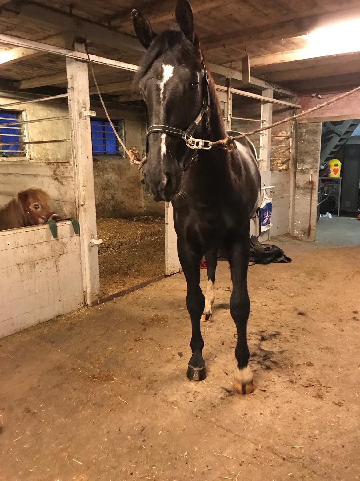 Oldenborg Matinique af strandhøjgaard billede 9