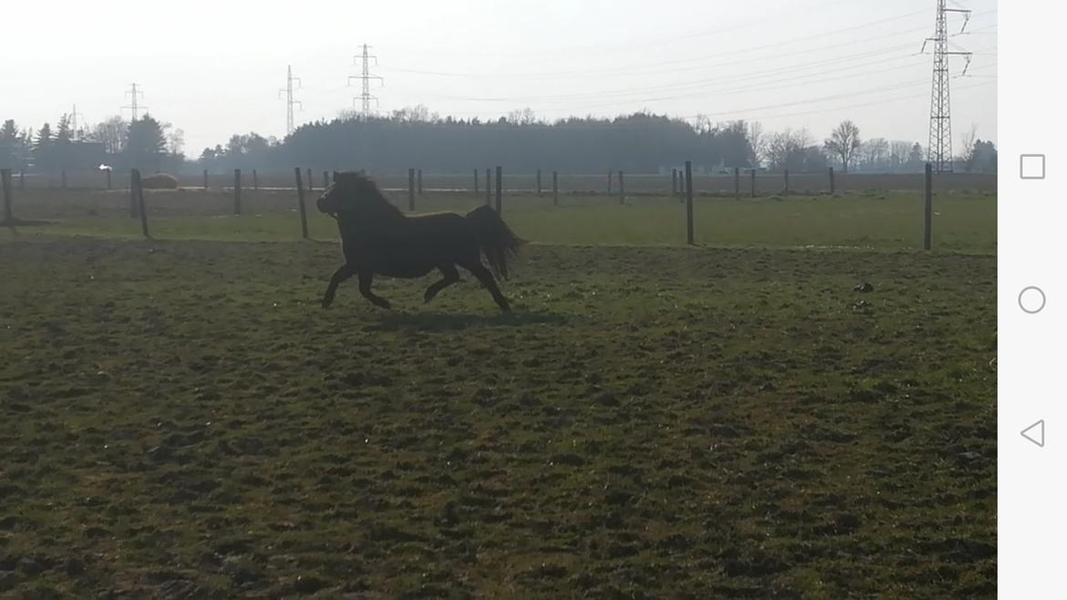 Shetlænder Tusindfryds happy-veva billede 7