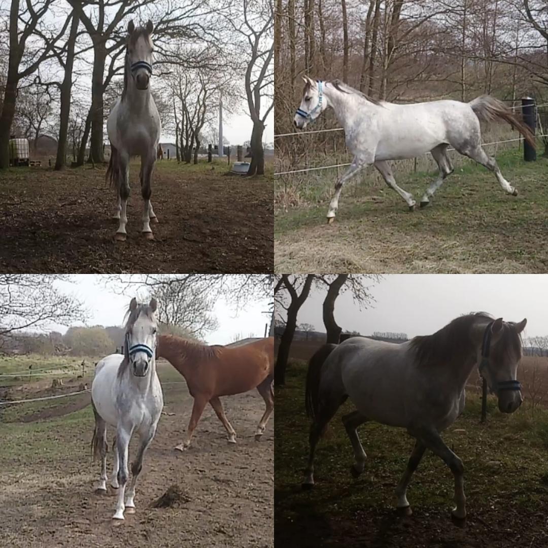 Arabisk fuldblod (OX) Rastox Shanan ox 7016 *SOLGT* - 2 april 2019  billede 23