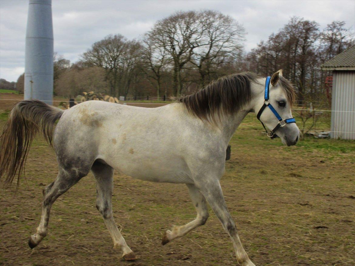 Arabisk fuldblod (OX) Rastox Shanan ox 7016 *SOLGT* - 27 marts 2019  billede 29